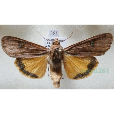 Noctua pronuba (Linnaeus, 1758) Rolnica tasiemka Czech38f